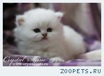 Роскошные британские голубоглазые шиншиллы