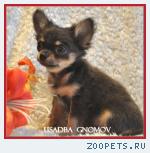 Чихуахуа щенки