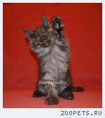 Котята породы мейн-кун