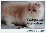 Персидские котята