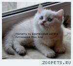 Британские котята серебристые шиншиллы с изумрудными и синими гл