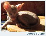 Корниш-рекс кудрявые котята