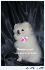 Подарите себе пушистое счастье маленького шпица