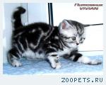 Британские мраморные котята  из питомника VIVIAN.
