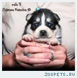 Разноцветные щенки Хаски