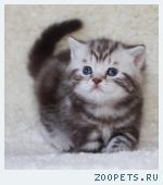 британские котта