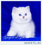 Эксклюзивные Британские серебристые шиншиллы синеглазки 