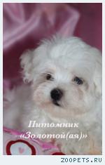 Очаровательны щенки Мальтезе (Мальтийской болонки) ждут Вас! 