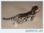 Бенгальские котята