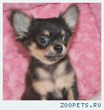 Чихуахуа щенки