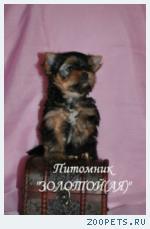 Купить Йоркширского терьера в питомнике, продажа щенков мини 