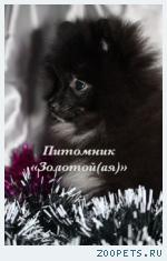 Шпиц померанский (немецкий) редкого окраса щенки купить