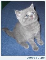 Продаю шотландских котят