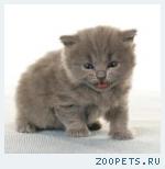 Британские КОТИКИ классических окрасов