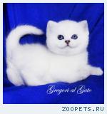 Эксклюзивные Британские серебристые шиншиллы синеглазки 