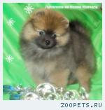 Щенки миниатюрного шпица