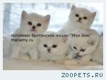 Британские котята серебристые шиншиллы с изумрудными и синими гл