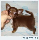 Красивые щенки чихуахуа