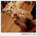 Продаю шотландских котят