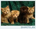 продажа британских котят