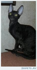 Корниш-рекс кудрявые котята