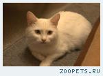 Белая кошечка