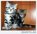Британские мраморные котята  из питомника VIVIAN.