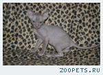 Элитные котята Корниш рекс