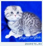 Вислоухие серебристые котята