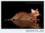 Бенгальские котята