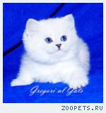 Эксклюзивные Британские серебристые шиншиллы синеглазки 