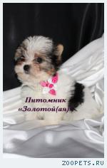 Щенки Бивер Йорка, Бивера мини и стандарт купить