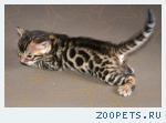 Бенгальские котята
