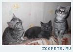 Очаровательные шотландские котята