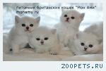 Британские котята серебристые шиншиллы с изумрудными и синими гл