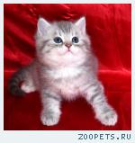 Британские котята серебристые шиншиллы с изумрудными и синими гл