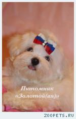 Мальтезе (мальтийская болонка) щенки мини и стандарт - счастье в