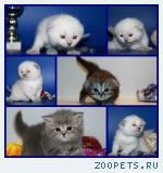 Британские ,Шотландские котята