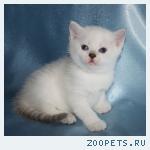 Британские котята серебристые шиншиллы с изумрудными и синими гл