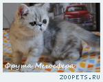 Котята - персы и плюшевые экзоты