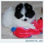 Щенки шпица редкого окраса.