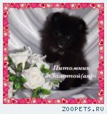 Продаю очаровательного щенка миниатюрного шпица