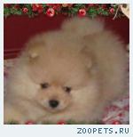продам шпиц померанскй