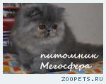 Персидская кошечка