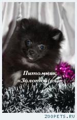 Продаю очаровательного щенка миниатюрного шпица