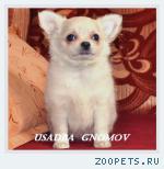 Чихуахуа щенки