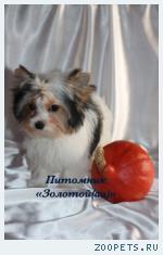 Продаю Щенки Бивер Йорка, Бивера мини и стандарт