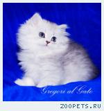 Британские длинношерстные серебристые шиншиллы 