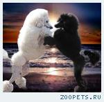 Пудель королевский (БОЛЬШОЙ) щенки