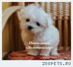 Продаю очаровательные щенки Мальтезе мини и стандарт